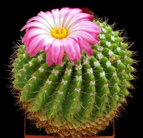 Parodia_herteri